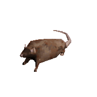 Rat spinning animation